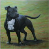 staffordshire terrier portrait