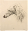 saluki portrait drawing eli