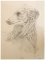 saluki drawing of tess